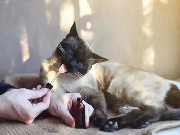 6 Potential Side Effects of CBD Oils for Cats: Vet-Reviewed Science & Facts