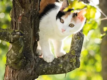 Will a Cat Eventually Come Down From a Tree? Vet-Approved Tips to Help Them