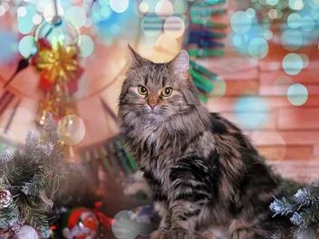 How to Cat-Proof Your Christmas Tree: 12 Vet-Verified Solutions