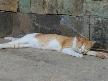 What to Do With a Dead Cat? 8 Vet-Reviewed Steps to Take