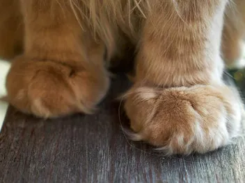 Do Cats Need Their Paw Fur Trimmed? Vet-Reviewed Tips, Facts & FAQs