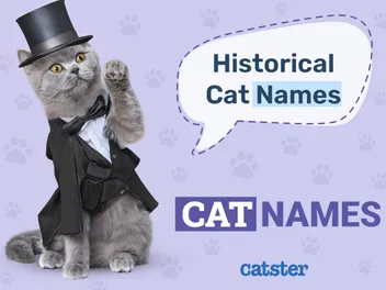 120 Historical Cat Names Inspired by Ancient Figures