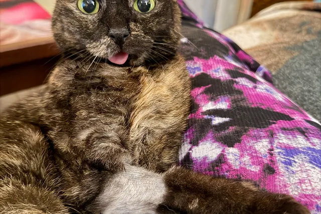 How One Tiny Tortie Turned a Dog Person Into the Ultimate Cat Lady