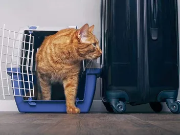 How to Fly With Your Cat in 2026: Expert Tips & Tricks