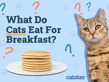 What Do Cats Like to Eat for Breakfast? 6 Vet-Approved Food Choices