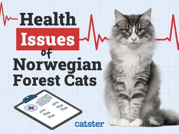 Norwegian Forest Cat Health Problems: 3 Vet-Reviewed Issues