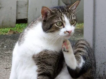 Itchy Pet Awareness Month – How and When Is It Celebrated?