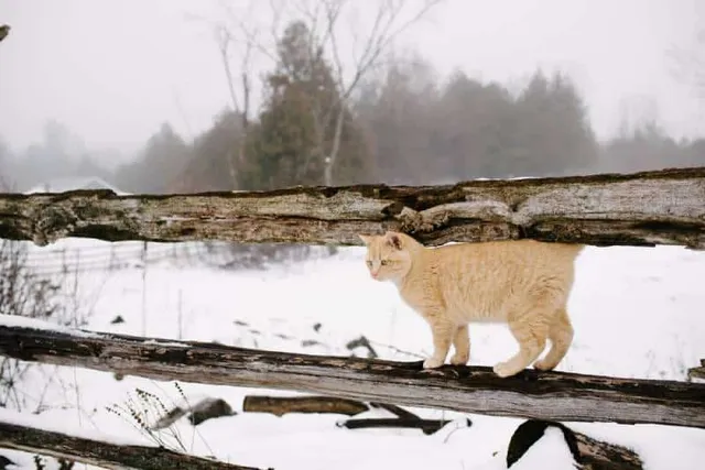 How to Keep Barn Cats Warm in the Winter: 6 Vet-Verified Steps to Follow