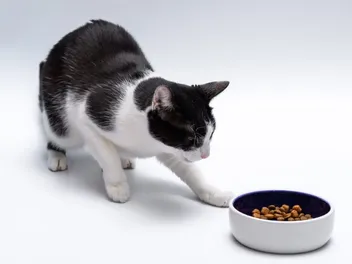My Cat Is Eating Slower Than Usual, What's Wrong? Vet Verified