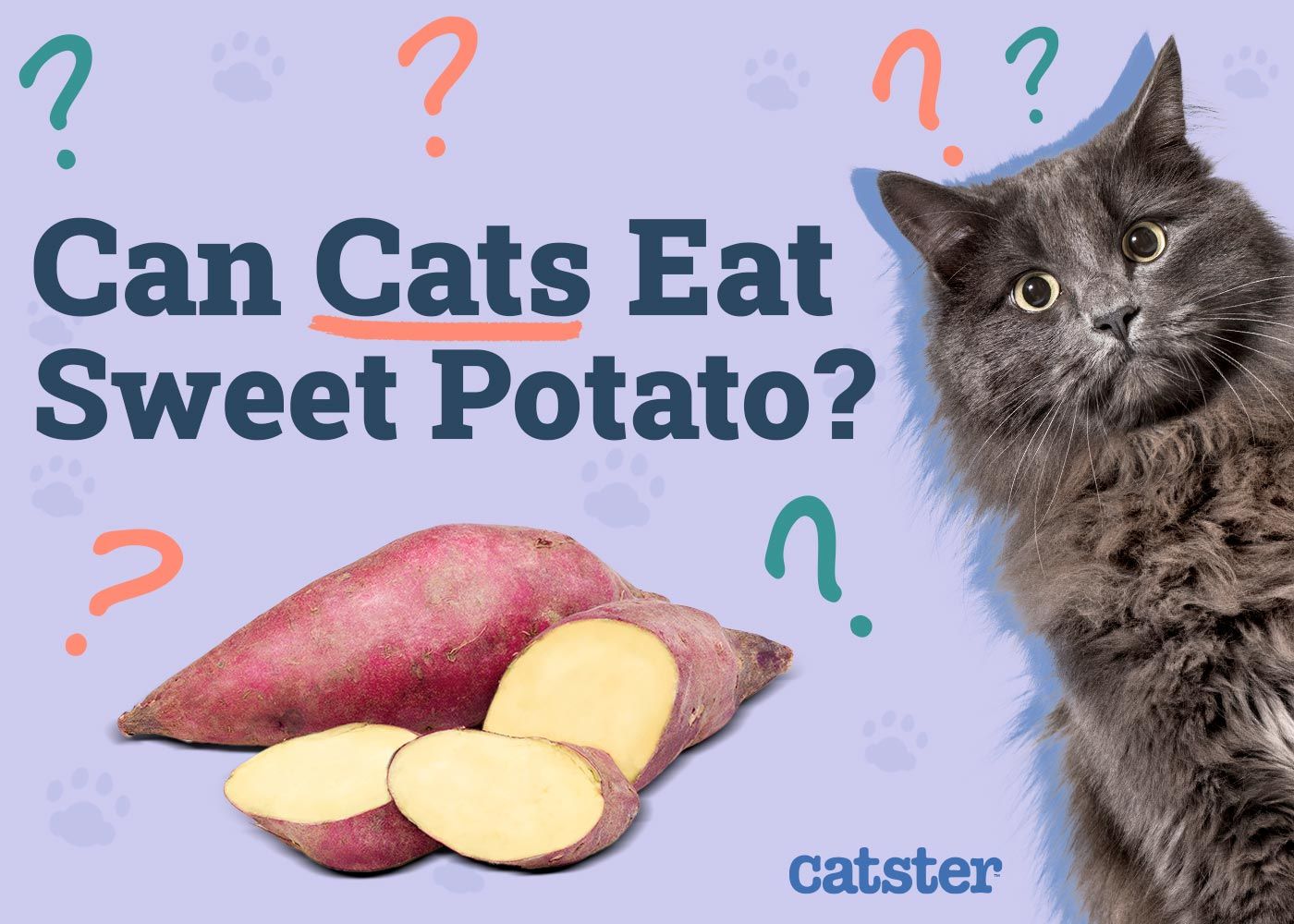Can Cats Eat Sweet Potato