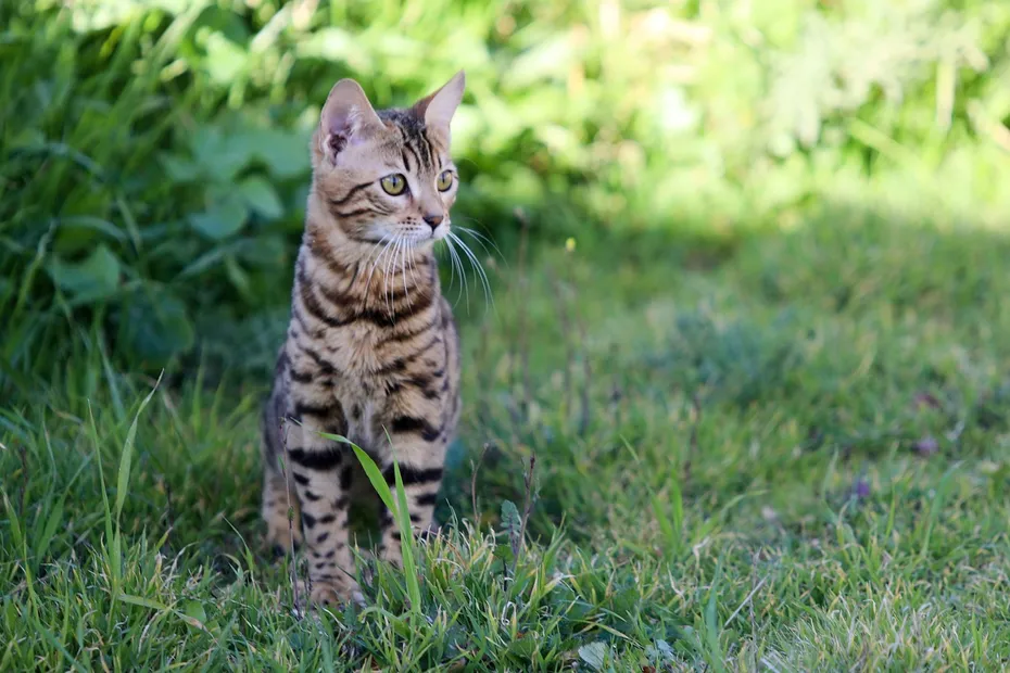 Bengal Cat