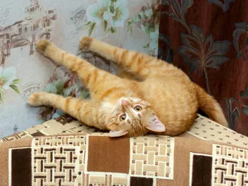 Why Does My Cat Kick the Wall? 8 Vet-Reviewed Reasons