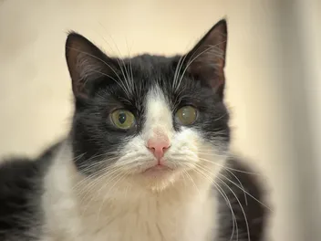 Cataracts in Cats: Vet Approved Causes, Signs & Treatment Options