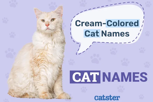 600 Names for Cream Colored Cats: The Ultimate List for Your Pet