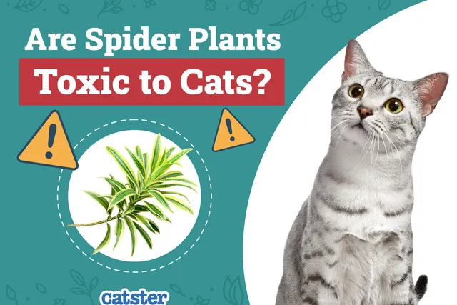 Are Spider Plants Toxic to Cats? Vet Reviewed Facts & FAQ