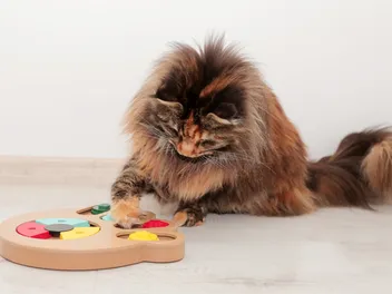 3 Vet-Approved Wet Food Puzzles for Cats (With Videos)