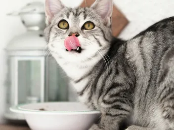 12 Vet-Approved Homemade Cat Treat Recipes (With Instructions)