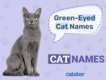 120+ Green-Eyed Cat Names: Great Ideas for Your Beautiful Cat