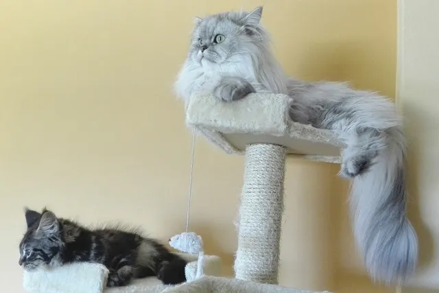 5 Vet-Reviewed Reasons Why Your Cat Uses You As A Scratching Post & How To Stop It