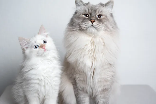 How to Introduce Your Cat to a New Cat: 8 Vet-Verified Tips & Advice