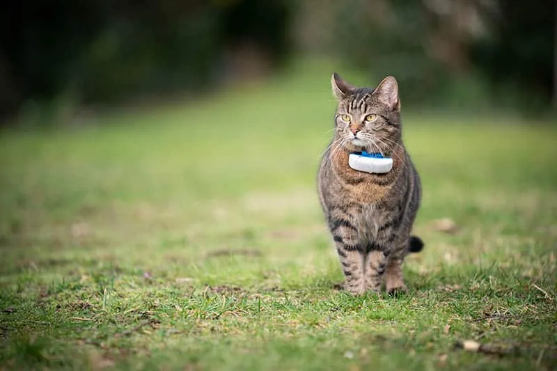cat wearing gps collar