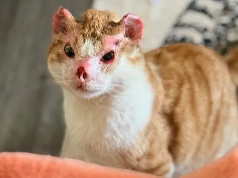 Rescue Cats Deserve Beautiful Endings