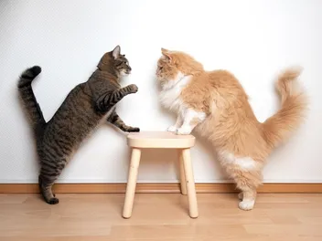 Do Cats Fight to the Death? Facts & Prevention Tips (Vet-Verified)