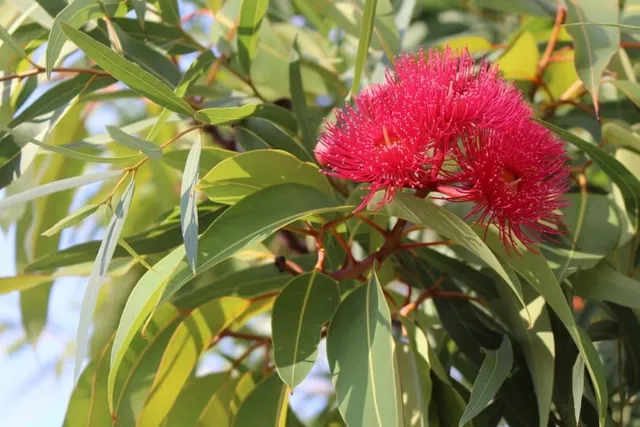 Is Eucalyptus Poisonous to Cats? Vet-Verified Facts, Risks & Safety Tips