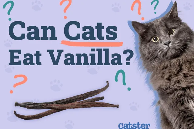 Can Cats Eat Vanilla? Vet-Reviewed Facts & FAQ