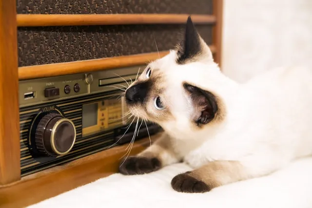 10 Sounds Cats Love the Most & Why They Like Them (Vet-Verified)
