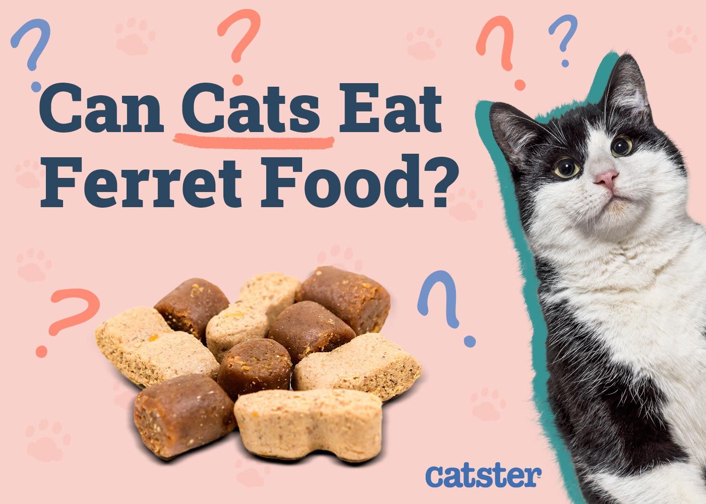 Can Cats Eat Ferret Food