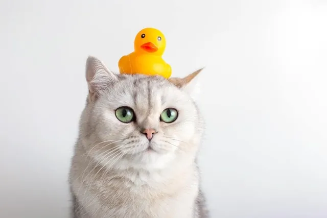 Is Your Cat Your Bathroom Buddy? 7 Vet-Reviewed Reasons Why Cats Sit At Your Feet