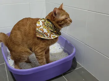 How to Make a Cat Poop When Constipated: 10 Vet-Verified Tips