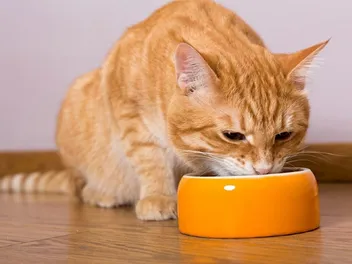 Does Fish-Flavored Cat Food Cause Hypothyroidism? Vet-Approved Facts