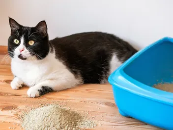 What Is Cat Middening? Vet-Reviewed Causes, Prevention & FAQ