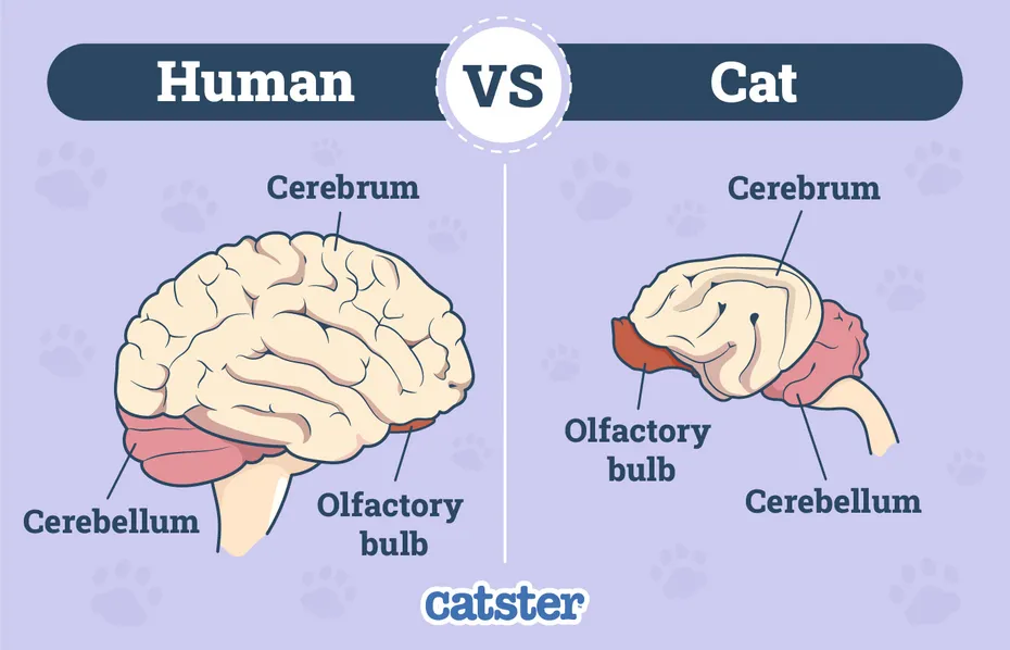 Cat Brain vs Human Brain