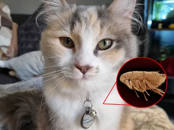 The Dreaded F-Word: Ivy's Experience with Fleas