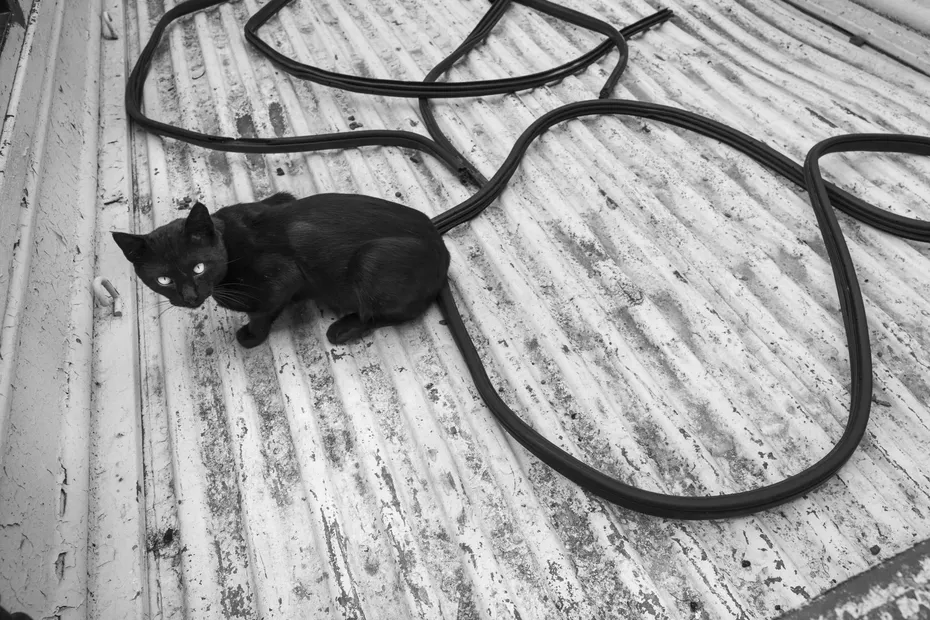 Weekly Mews - Capturing Catstanbul 16