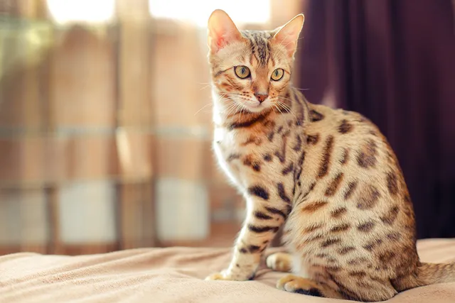 7 Unique Spotted Cat Breeds (With Info & Pictures)