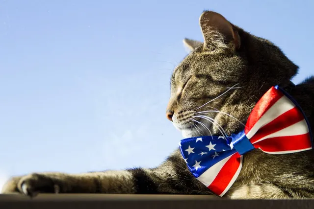 15 American Cat Breeds (With Info & Pictures)