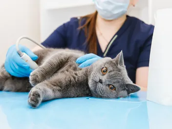 Ascites in Cats (Abdominal Fluid Buildup): Our Vet Explains Signs, Causes & Care