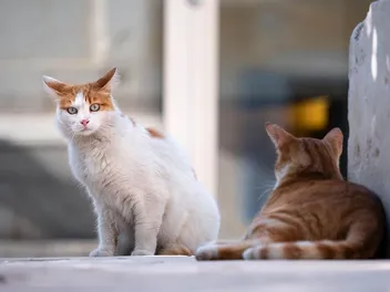 Do Feral Cats Play? Vet-Reviewed Cat Behavior