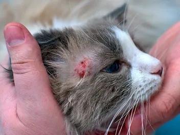 10 Flea and Tick Diseases in Cats: Vet-Verified Facts & FAQ
