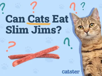 Can Cats Eat Slim Jims? Vet-Approved Nutritional Science & Alternatives