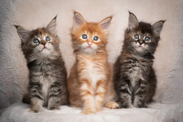 Maine Coon Kittens for Sale in Texas: Breeders List 2026