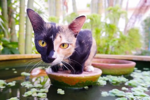 Chimera Cat: Vet-Verified Facts, Info, Pictures & History