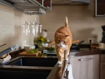 How to Train a Cat to Stay Off Counters: 5 Vet-Approved Tips & Tricks