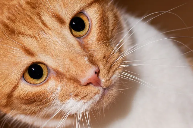 18 Cat Breeds With Huge Eyes (With Info & Pictures)