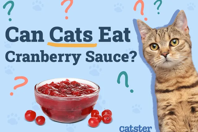Can Cats Eat Cranberry Sauce? Vet Reviewed Health Risks & Alternatives