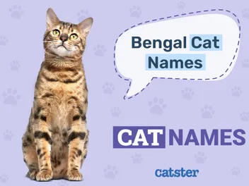 110 Bengal Cat Names: Great Ideas For Your Exotic Cat